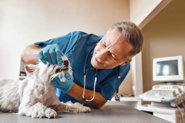 Best Emergency X-Rays and Diagnostics in Centuria, WI